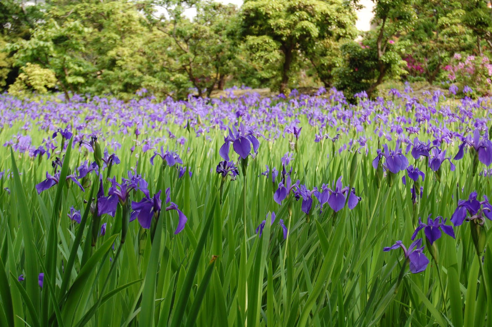 Japanese purple beauty!