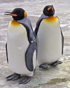 [Pinguim%20rei2.jpg]