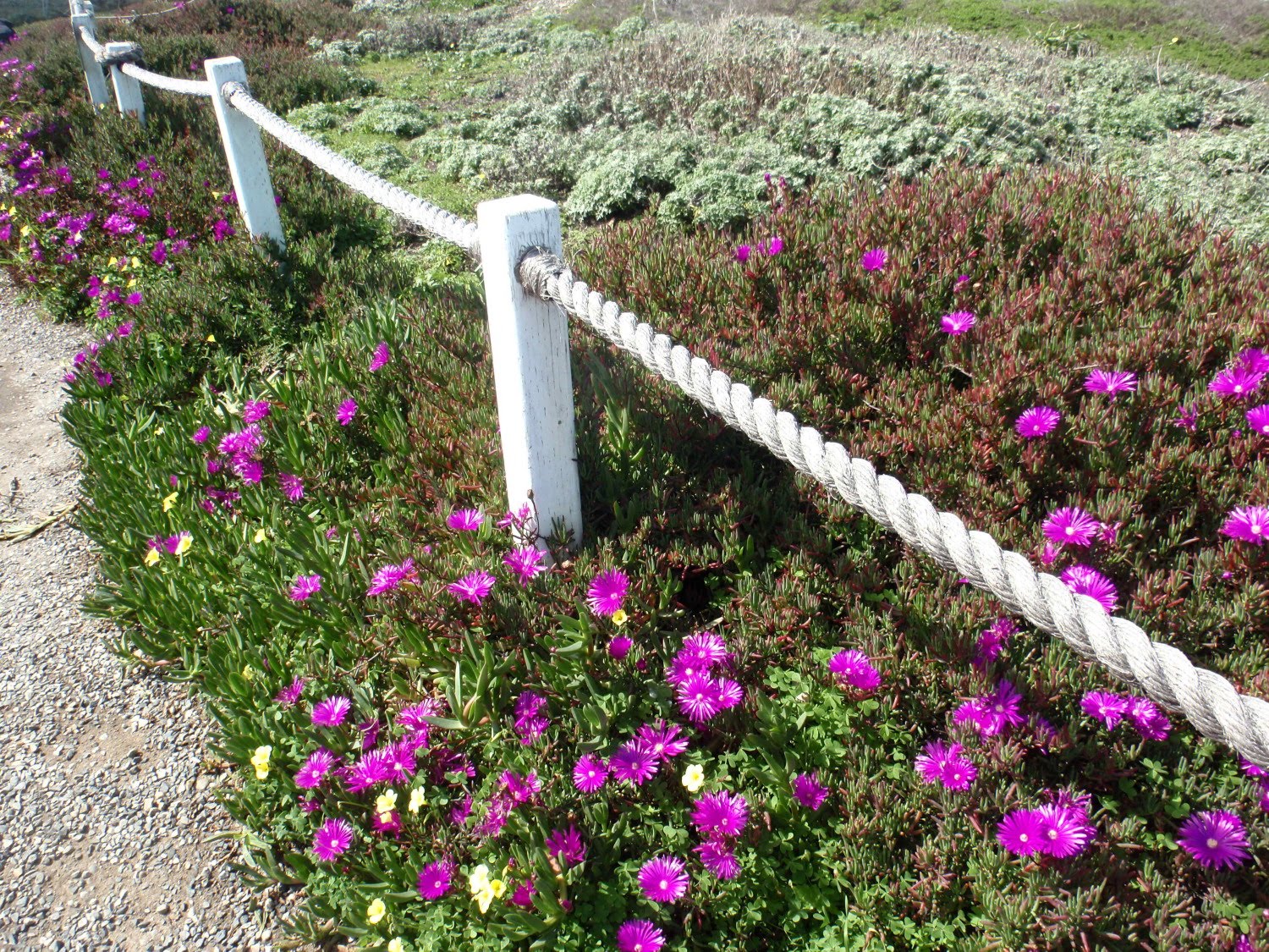 pigeon2.jpg (1500×1125) (With images) Rope fence, Garden fence