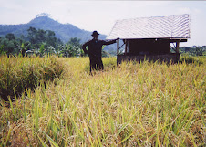 Tanaman padi