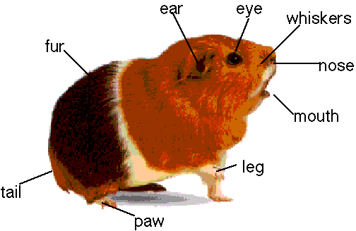 [guinea+pig.gif]
