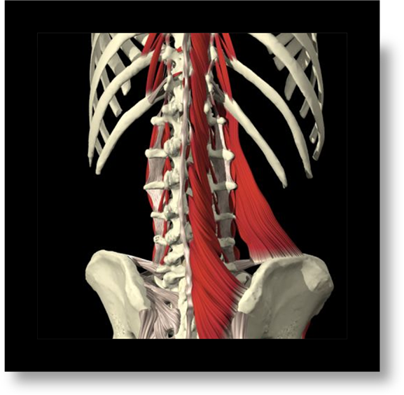 The Multifidus The Multifidus Muscles