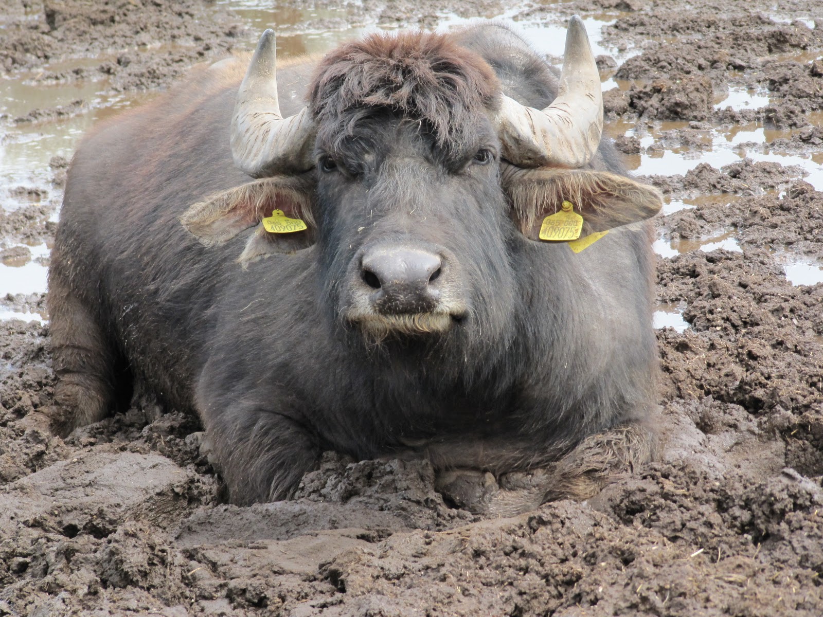 Italy, Water Buffalo & Art