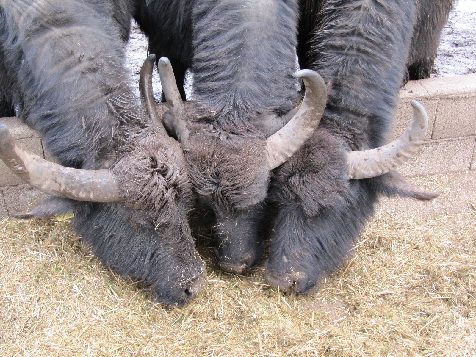 Italy, Water Buffalo & Art