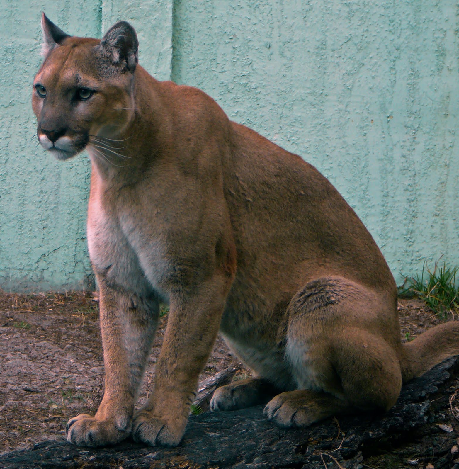 Congo republic animals democratic kordofan left iflscience giraffes giraffe Old Florida: Nature's Theme Park