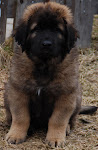 Leopold