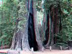 Redwood Forest