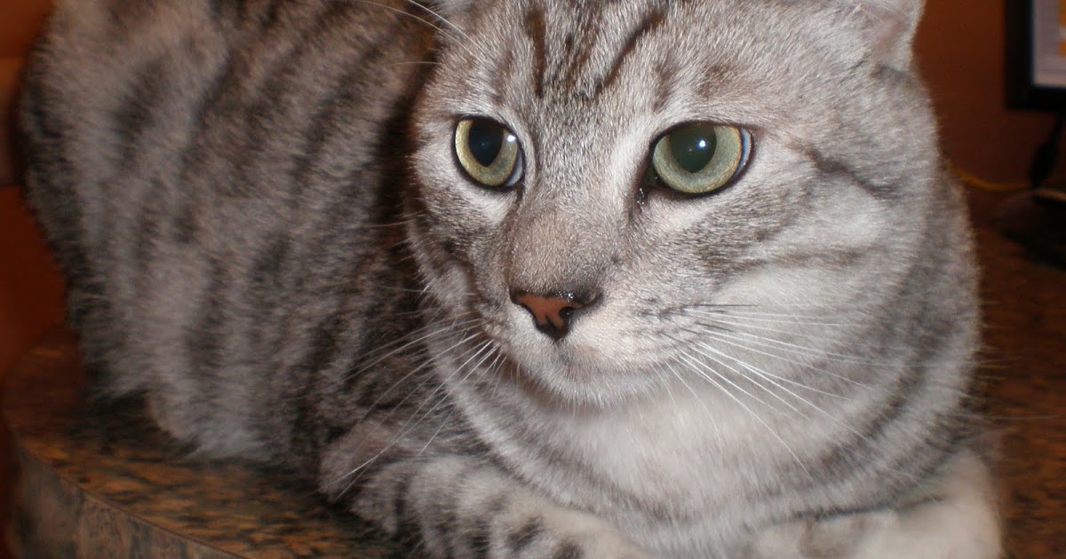 Scottsdale Cat Clinic Case of the Week Gambit