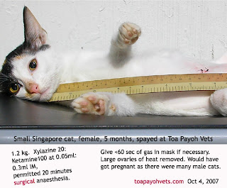 Be Kind To Pets 68 Too Young To Spay 5 Month Old Singapore Cat