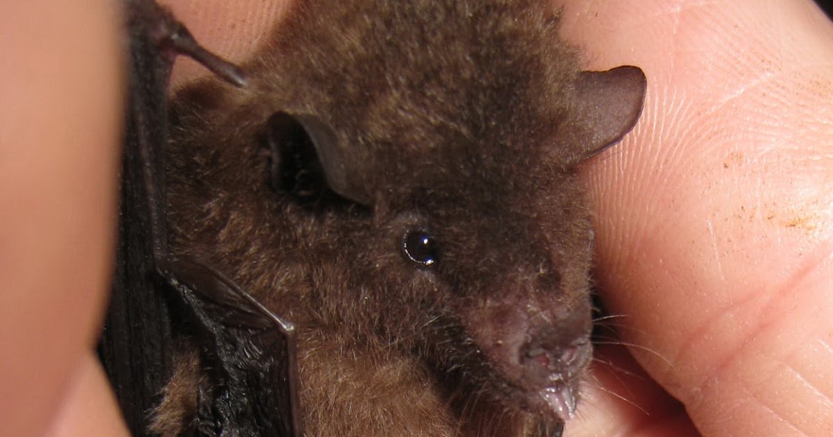Belize Field Notes Birth of a Bat