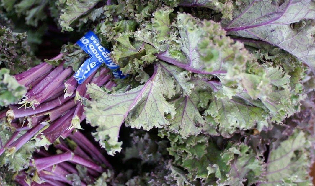 GardenSeed Kale 'Red Russian'