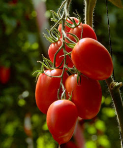Roma Tomato