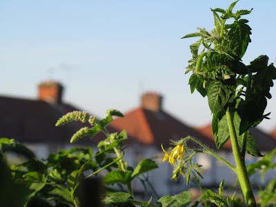 Tomato.. what mint..!!