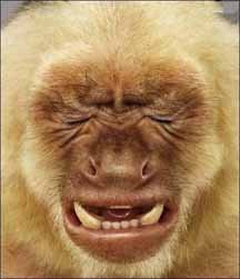 [constipated-monkey.jpg]