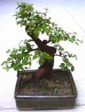 [Potted-Bonsai-Tree-Sagarethia.jpg]