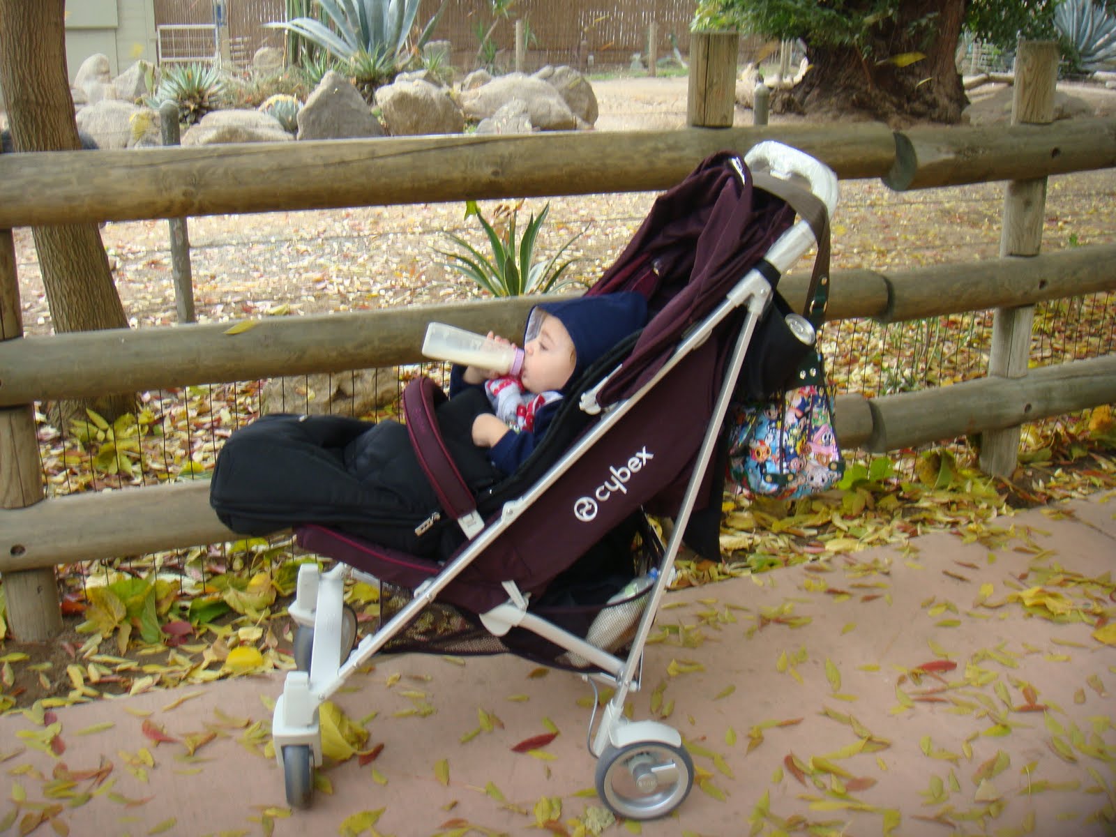 [Thanksgiving+2010+Fresno+and+Cybex+033.JPG]