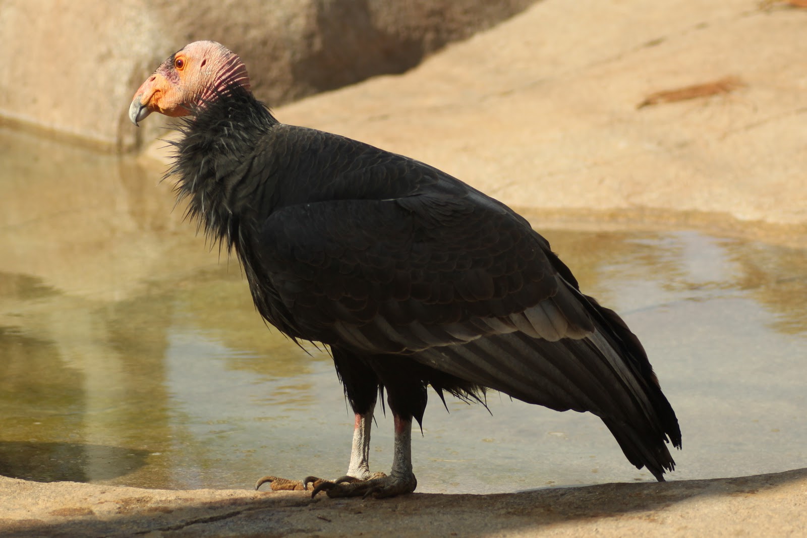 largest raptor bird