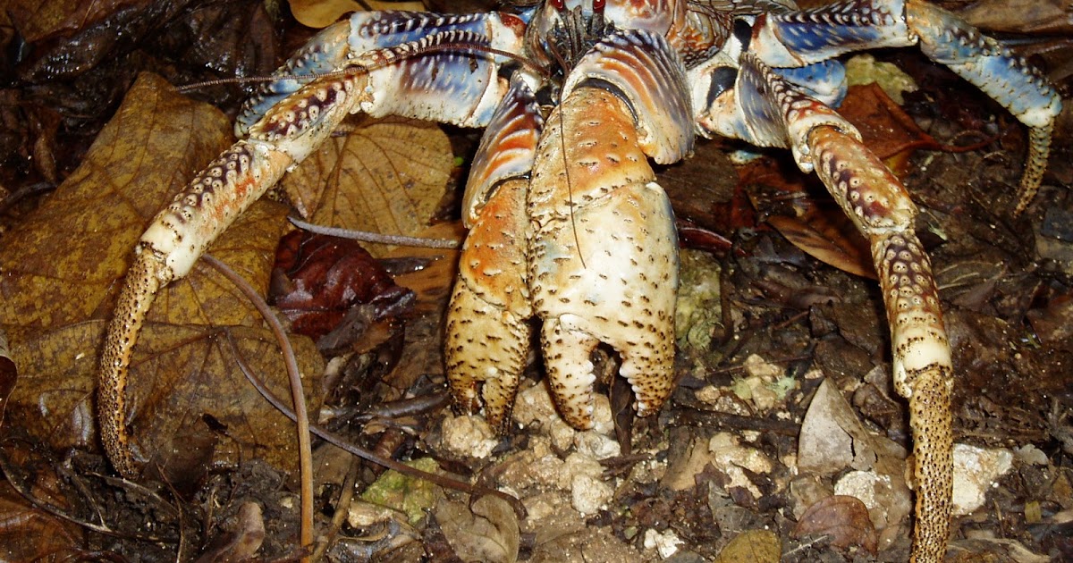 Real Monstrosities Coconut Crab