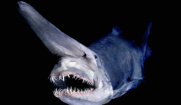 Face of a demon': Beastly goblin shark comes up from the deep - The  Washington Post