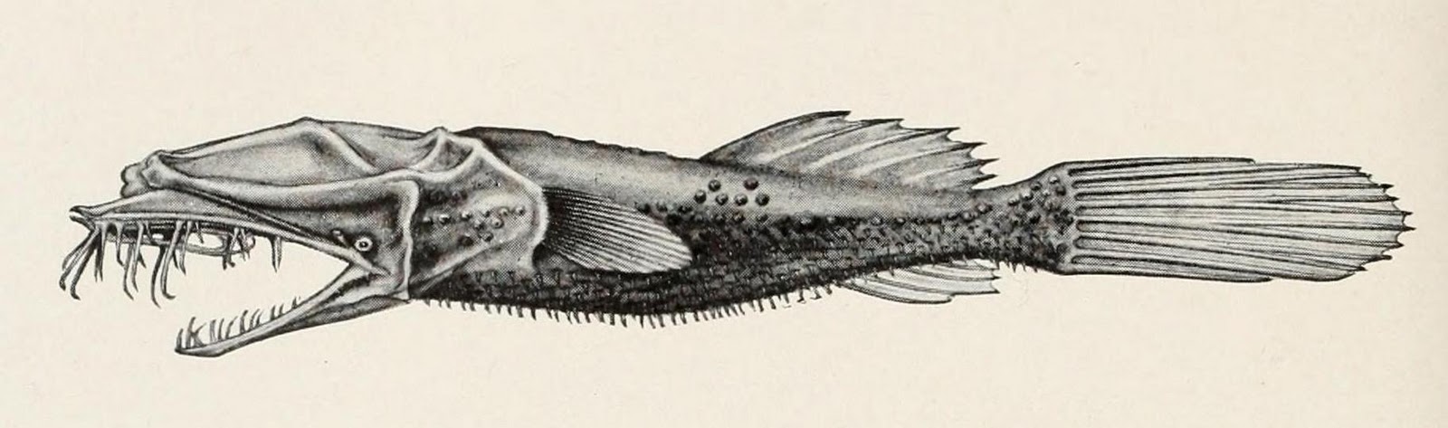 Wolftrap Angler