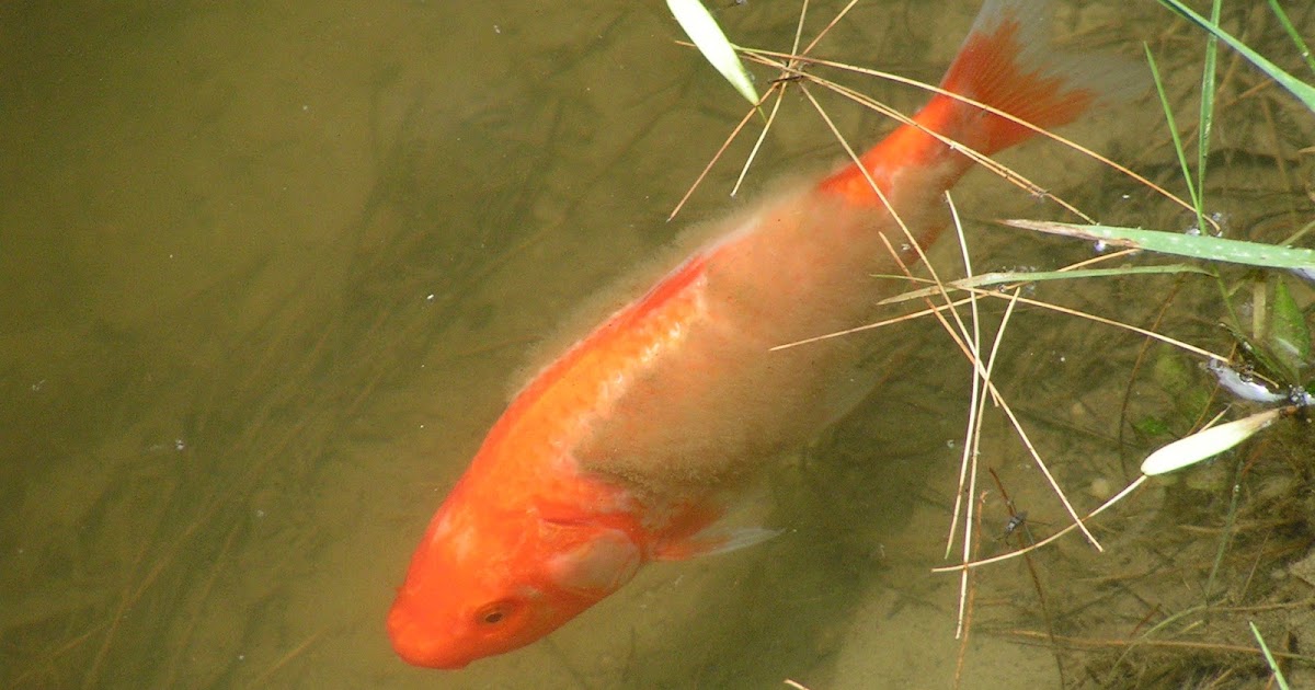Curmudgeon: What can you do with this? Fish Fungus