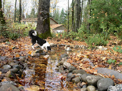 Wooded Area with Pond