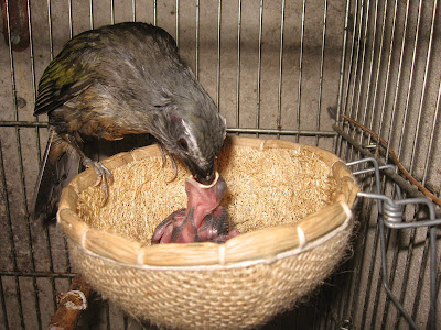 Infertilidade na Criação em Cativeiro de Aves Silvestres: Afinal o que faço de errado!?  Passaros+novos+plantel+2008+021