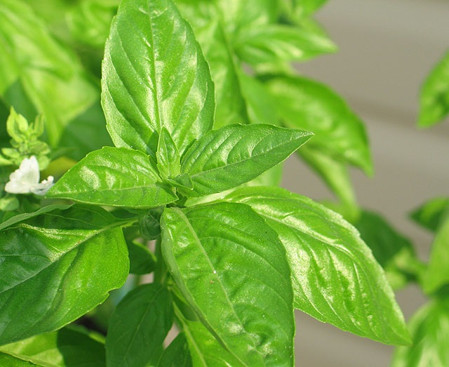 Grow Sweet Basil from seed Seed Nursery