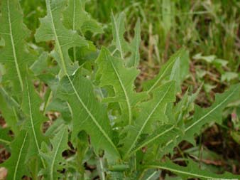 Wild Prickly Lettuce