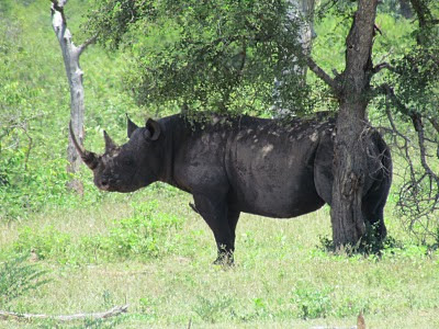 De zeldzaam voorkomende zwarte neushoorn in het Krugerpark