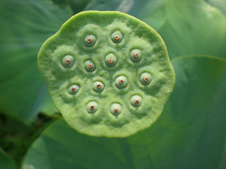 Kenilworth Park And Aquatic Gardens