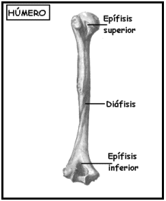 Tumor de Celulas Gigantes