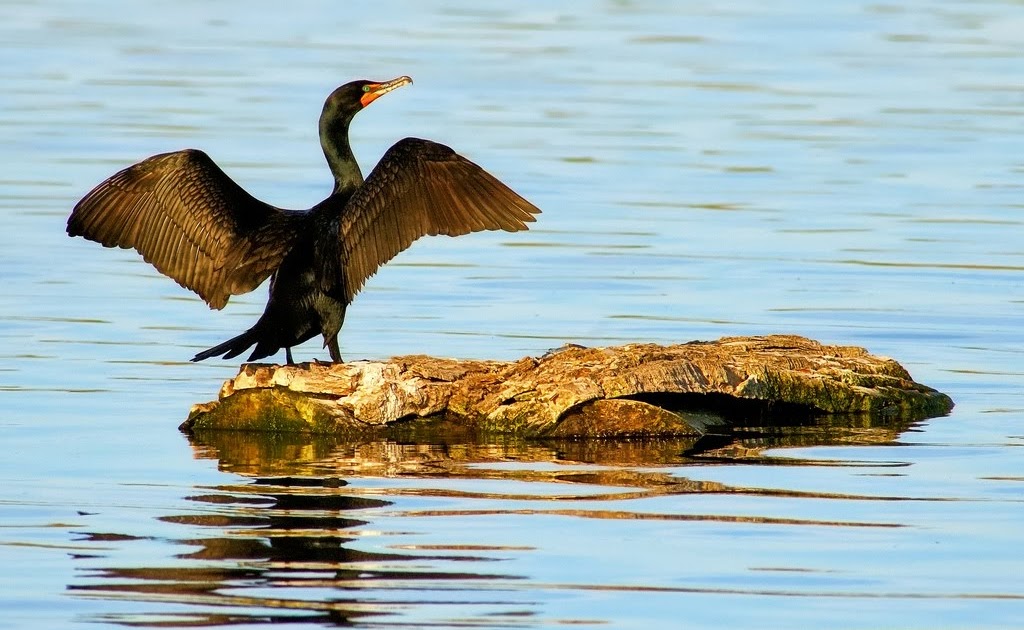 BEAUTY BIRDS Cormorants