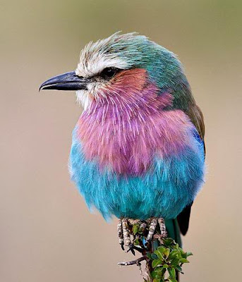Beautiful Birds on Beauty Birds  Most Beautiful Birds
