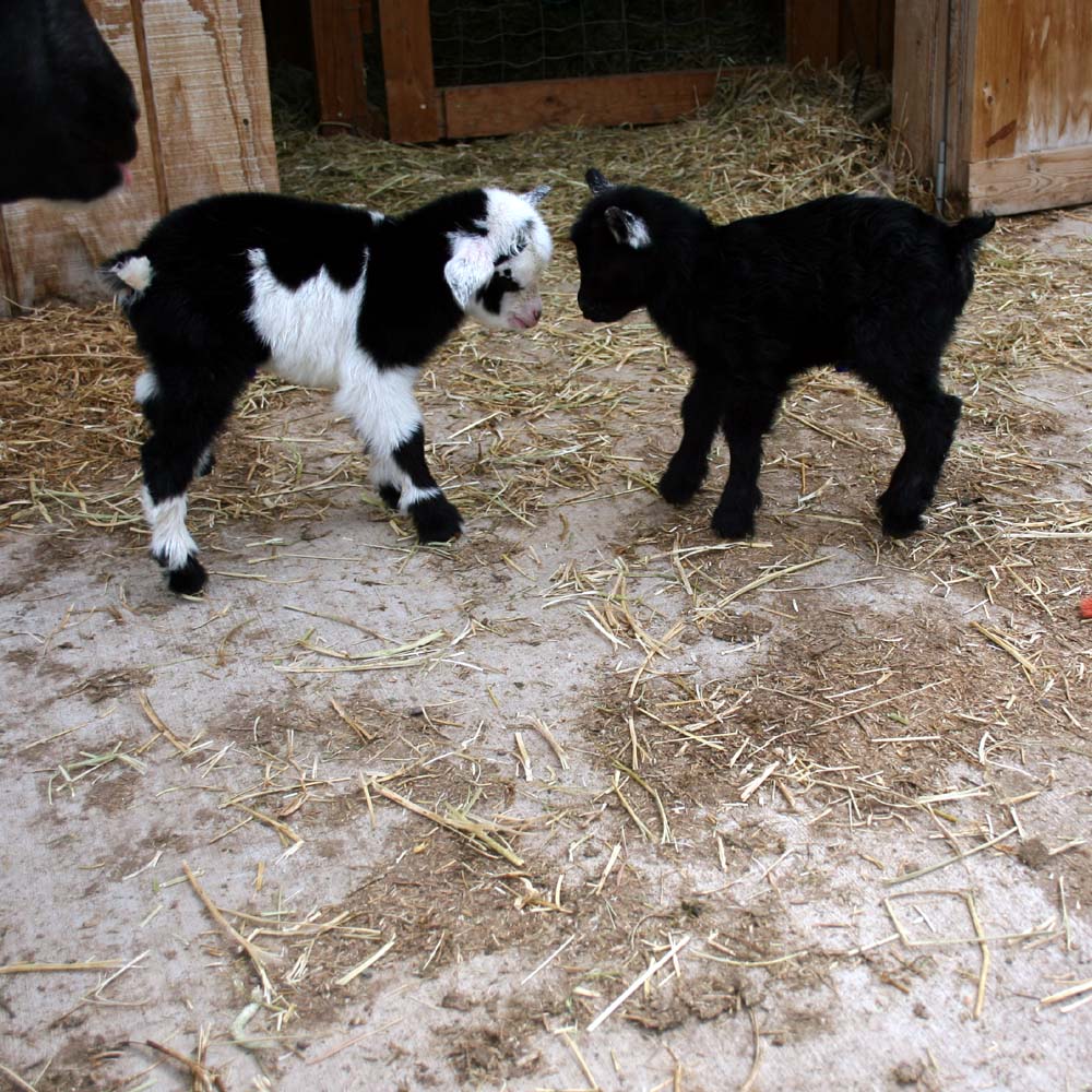 Goats Without Ears