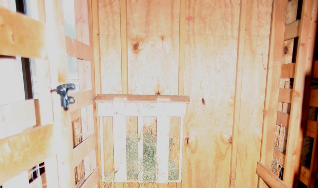 The Maaaaa of Pricilla GOATUCATION How Much Space do We Goats Need?