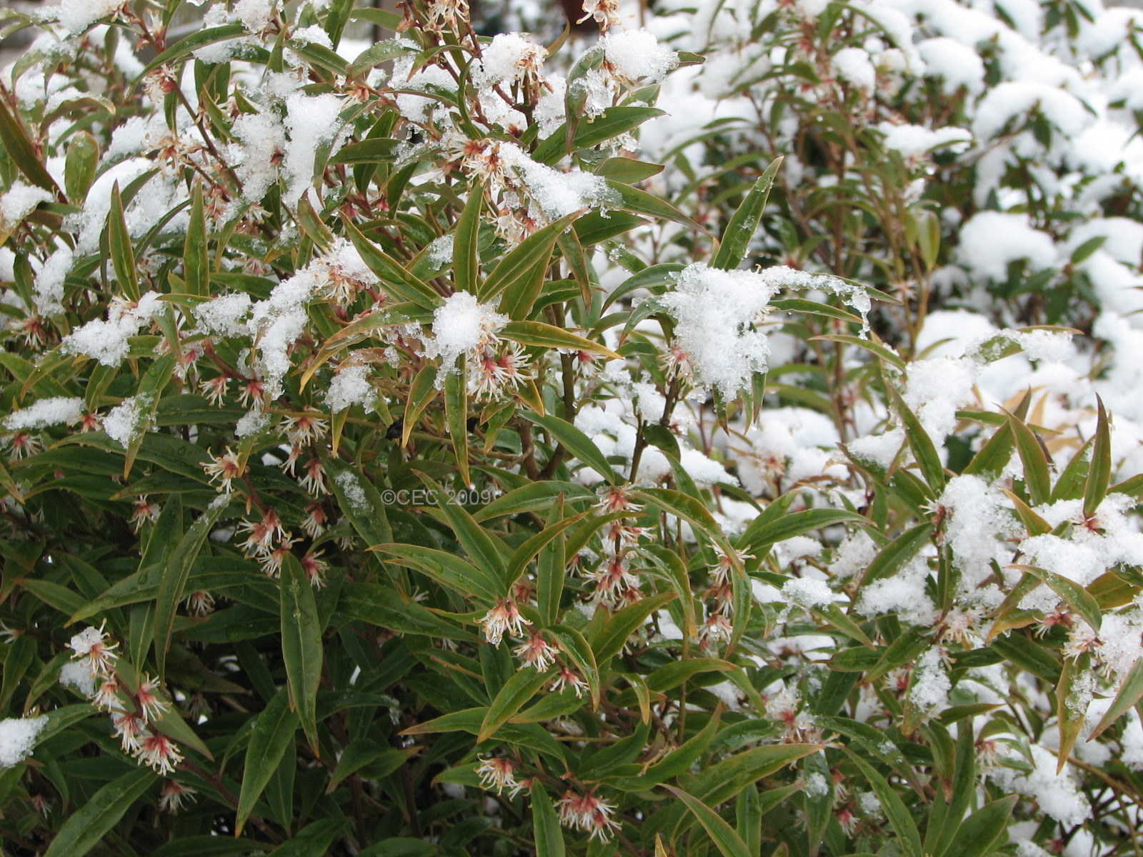 [sarcococca+with+snow.jpg]