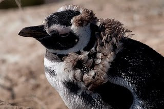 Penguins from Caleta Valdés are preparing their leaving