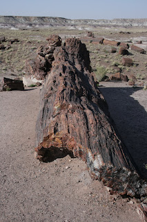 petrified forest np by lawhawk (c) 2008