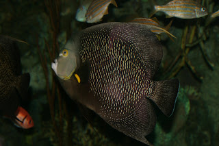 fish at adventure aquarium by lawhawk (c) 2009