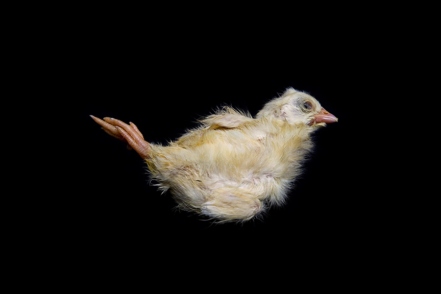 [Grissel_Giuliano_Chick_Study.jpg]