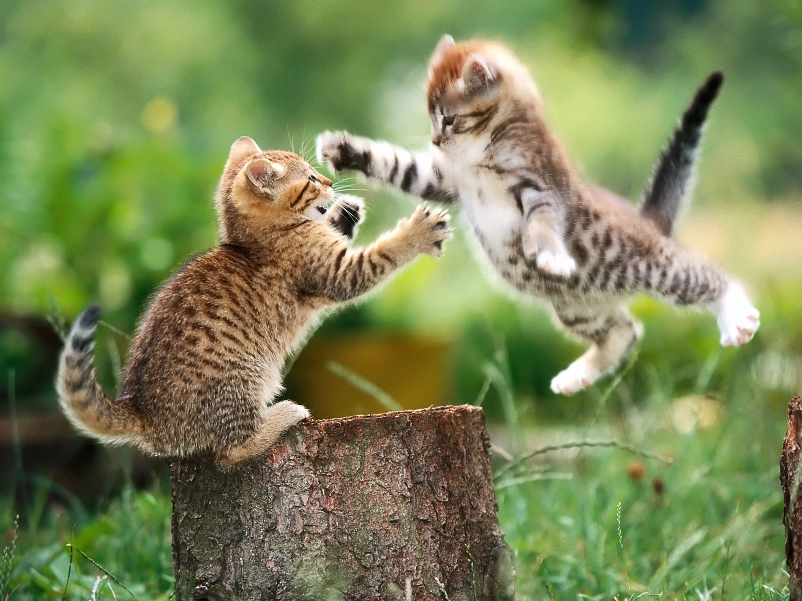 Animal Wallpaper Animal Wallpaper