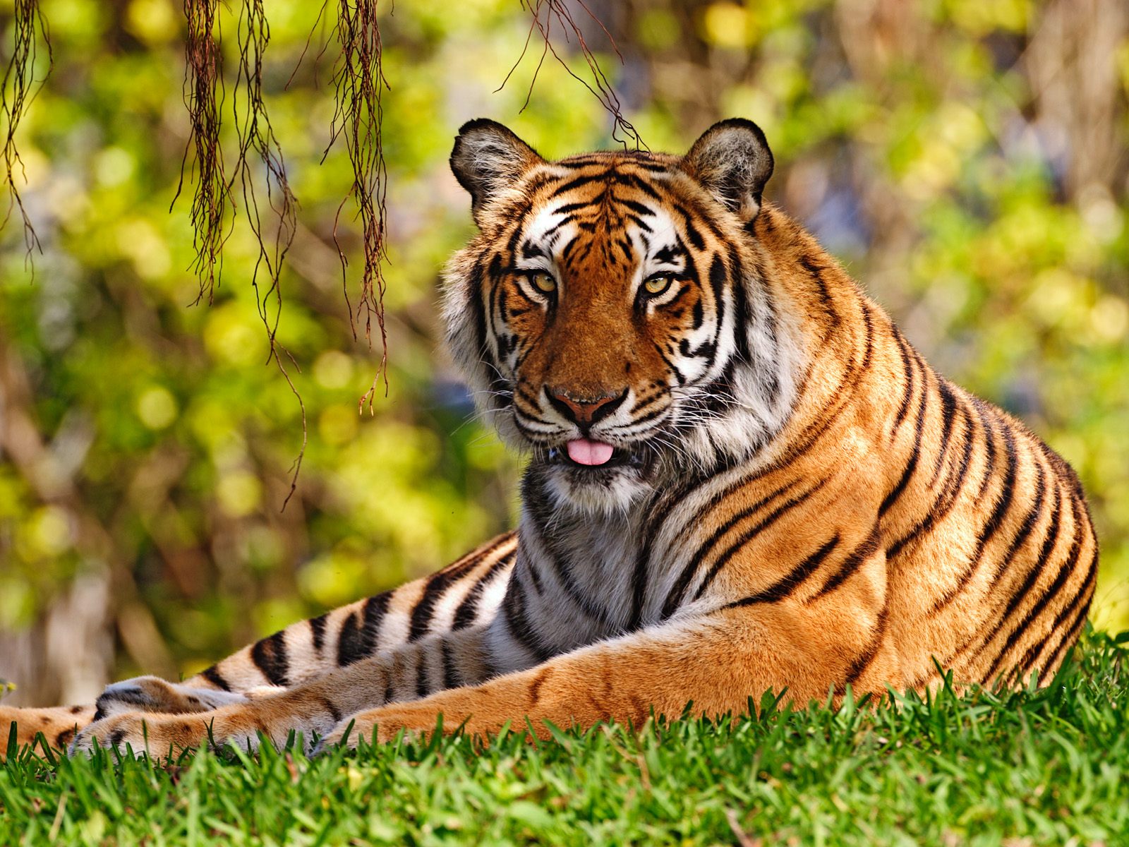 http://1.bp.blogspot.com/_BvTQDfwLKYY/TF587cdbp9I/AAAAAAAABCo/o9cxu5yyrlc/s1600/Leopards+(2).jpg