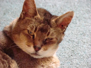 Tasha..killer cat