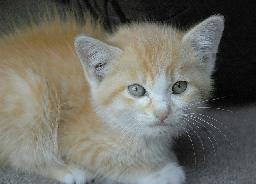 [kitten01g.png]