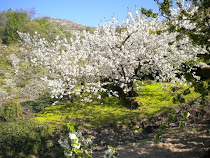 Cerezo en Flor