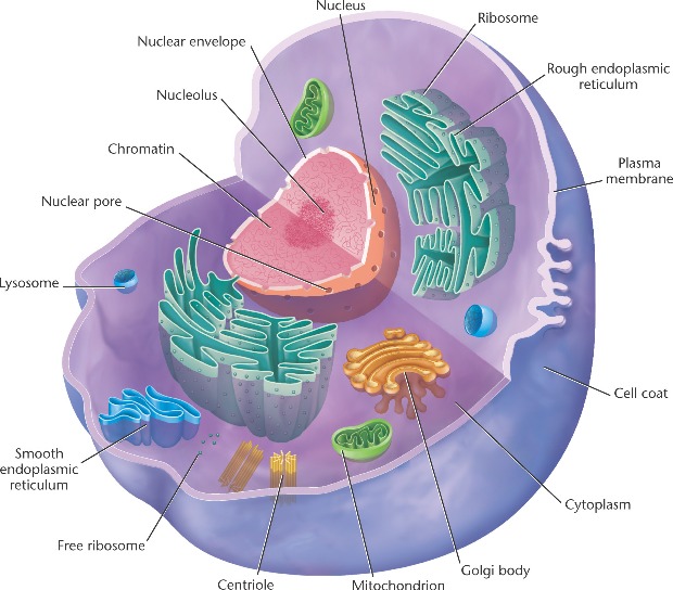 animal cell vacuole. animal cell model with labels.