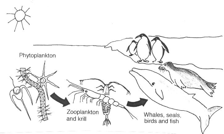 Food Chain Worksheet. food chain worksheet. Food Chain Worksheet.