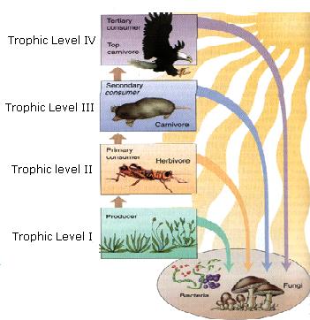 Tundra food Web diagram ►If a plant or other organism makes its own food,