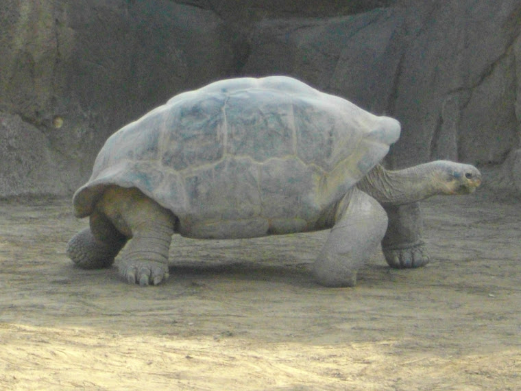 Une tortue à San Diego